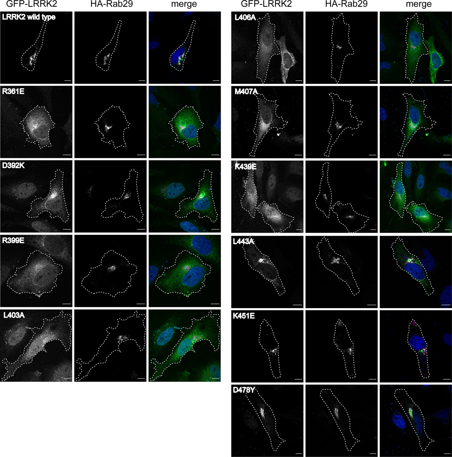 Figures And Data In A Feed-forward Pathway Drives LRRK2 Kinase Membrane ...