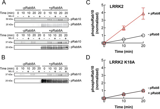 A Feed-forward Pathway Drives LRRK2 Kinase Membrane Recruitment And ...