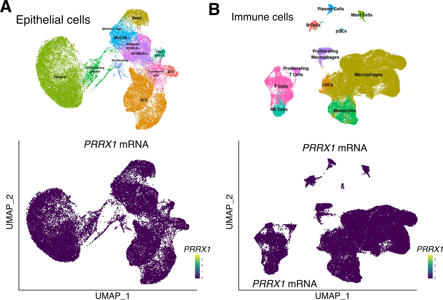 Figures And Data In Identification Of Paired-related Homeobox Protein 1 ...