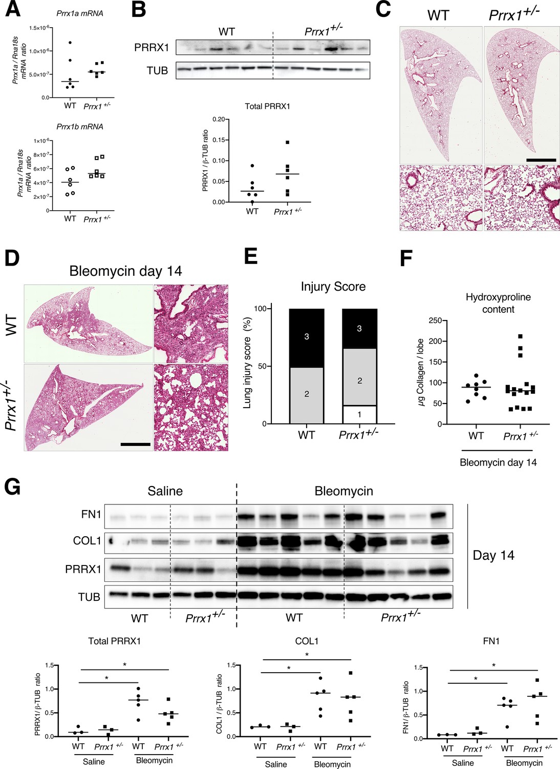 Figures And Data In Identification Of Paired-related Homeobox Protein 1 ...