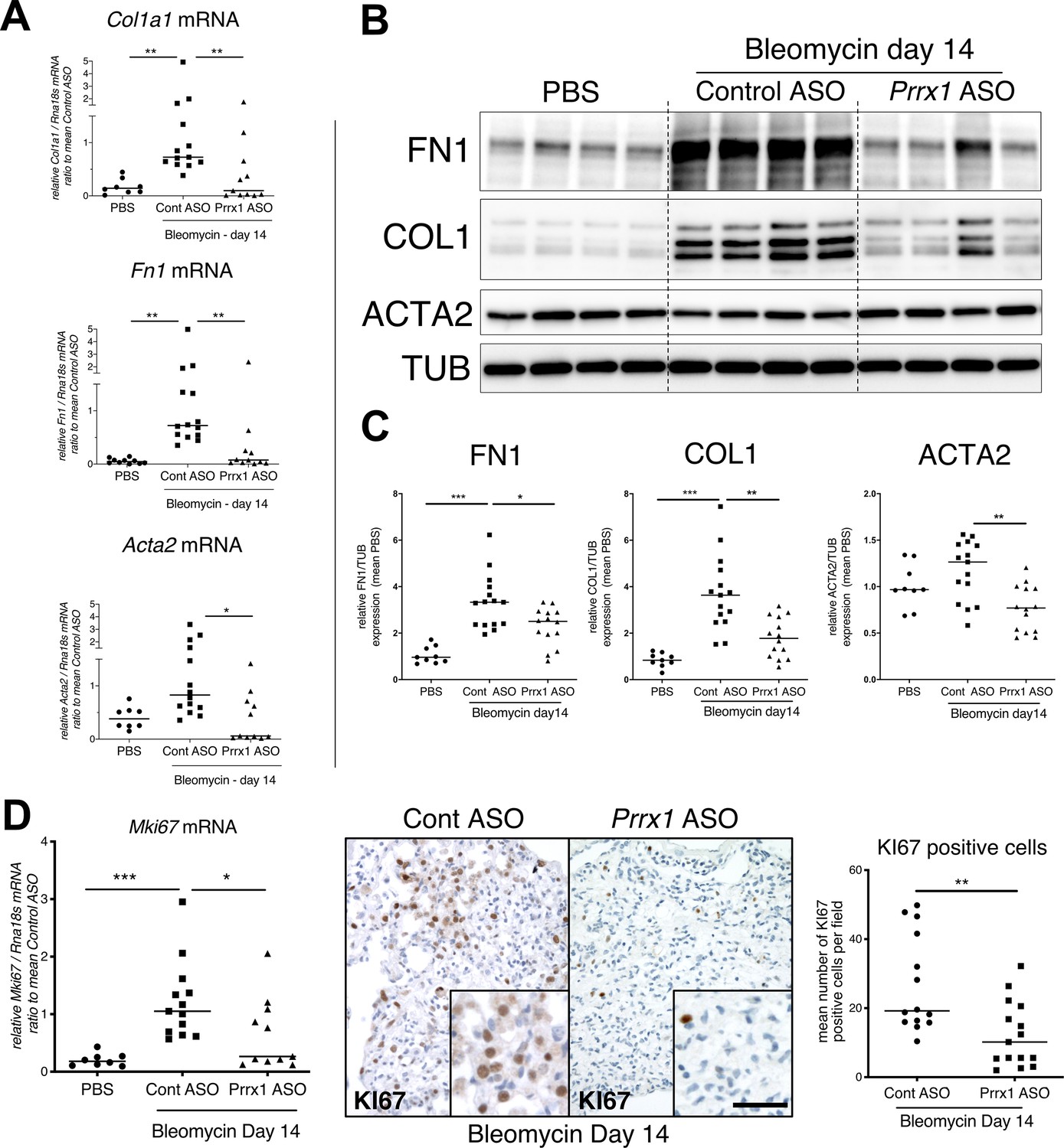 Identification Of Paired-related Homeobox Protein 1 As A Key ...