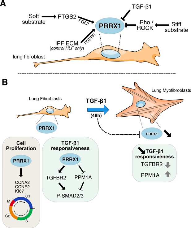 Identification Of Paired-related Homeobox Protein 1 As A Key ...