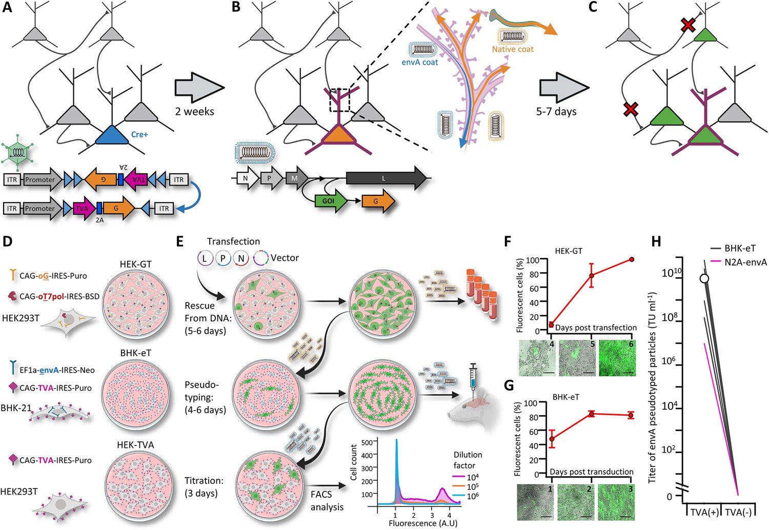 Fast, High-throughput Production Of Improved Rabies Viral Vectors For ...