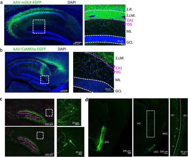 Figures And Data In Fast High Throughput Production Of Improved Rabies