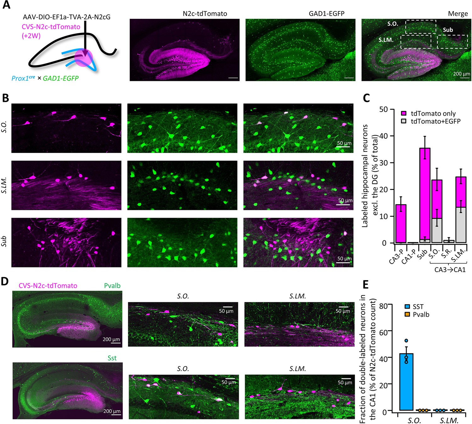 Fast, high-throughput production of improved rabies viral vectors for ...