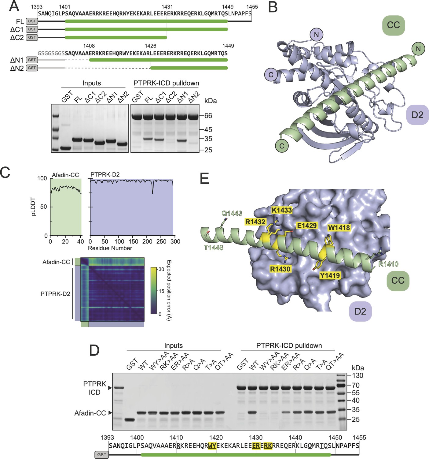 Figures And Data In Molecular Mechanism Of Afadin Substrate 59 OFF