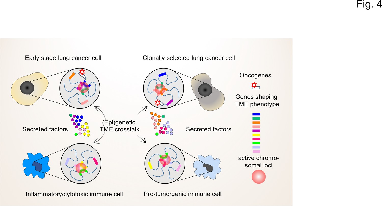 Cancer Genome And Tumor Microenvironment: Reciprocal Crosstalk Shapes ...