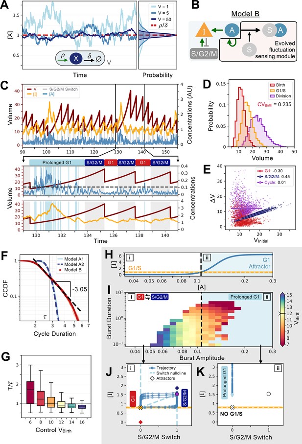 Evolution of cell size control is canalized towards adders or sizers by ...