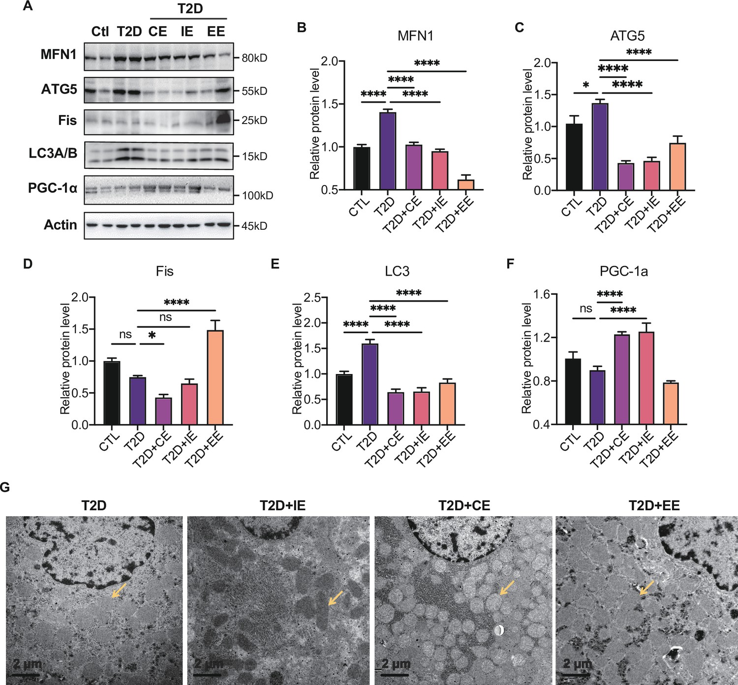 figures-and-data-in-hepatic-ampk-signaling-dynamic-activation-in