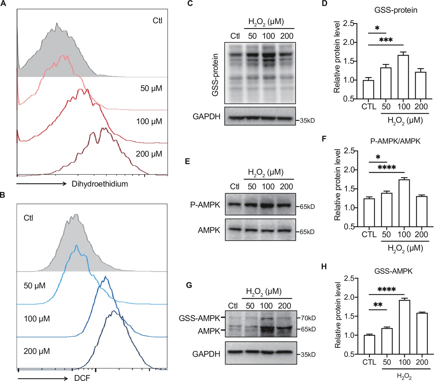 Hepatic Ampk Signaling Dynamic Activation In Response To Redox Balance