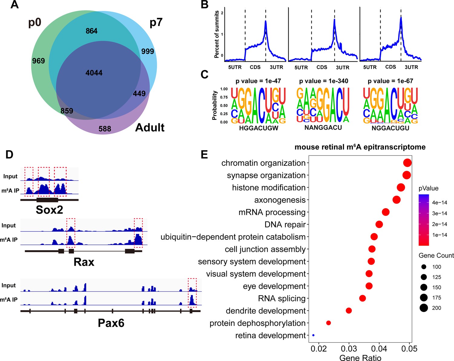 M6A Epitranscriptomic Modification Regulates Neural Progenitor-to-glial ...