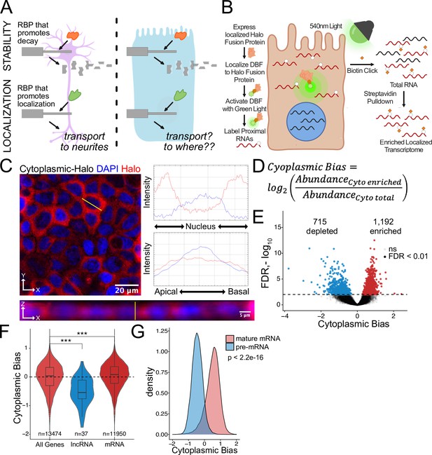 RNA Localization Mechanisms Transcend Cell Morphology | ELife