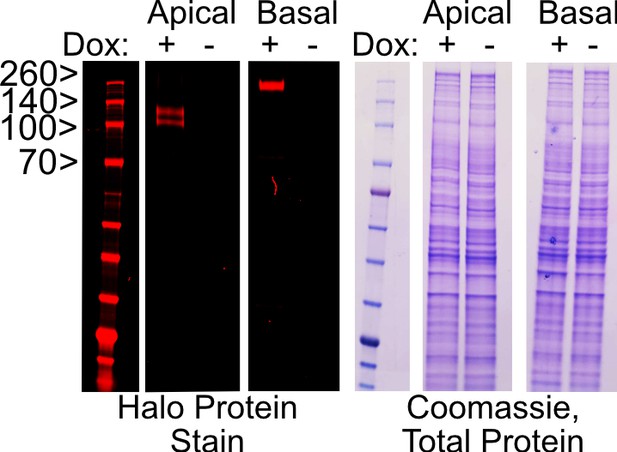 Figures And Data In RNA Localization Mechanisms Transcend Cell ...