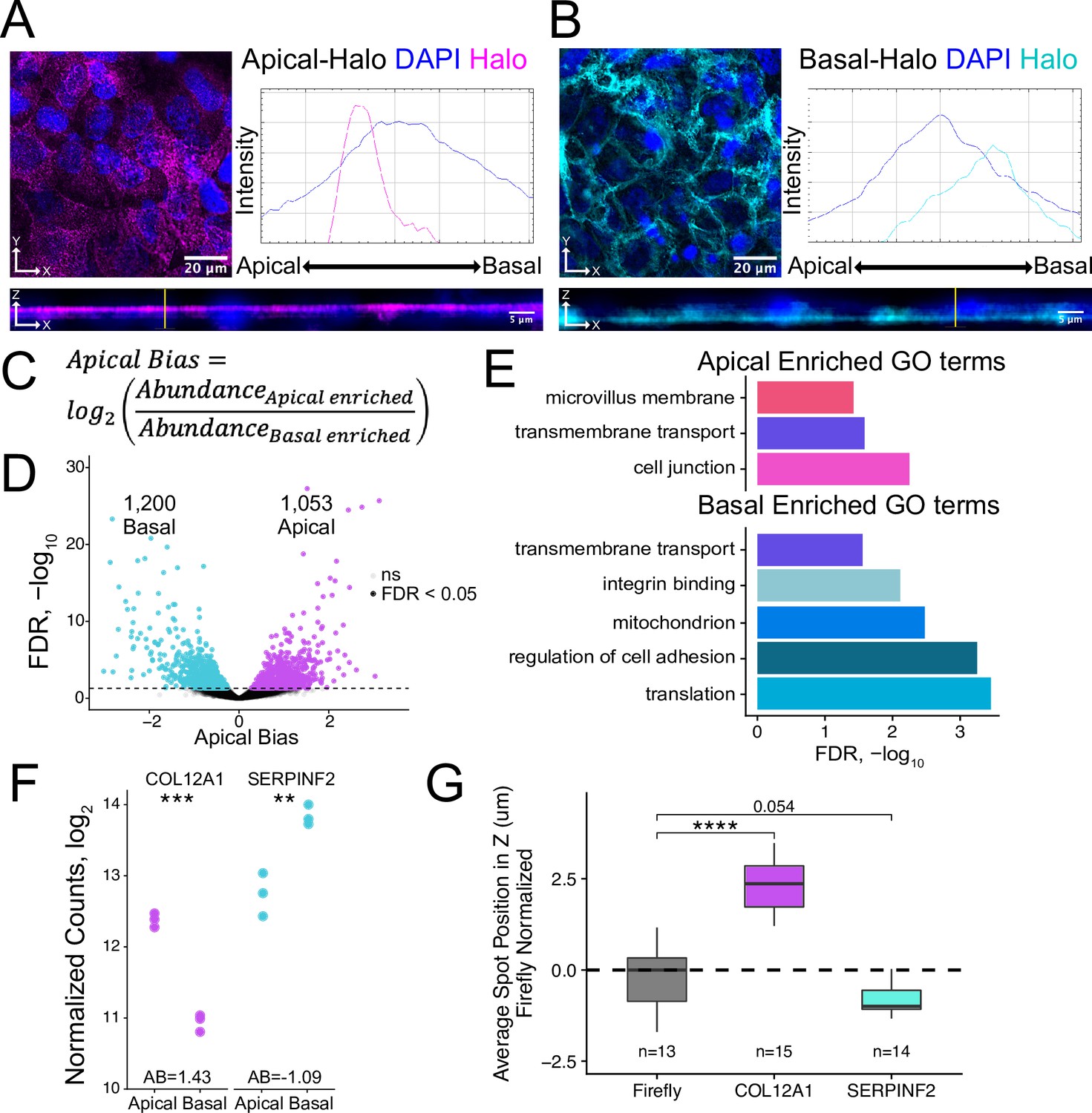 RNA Localization Mechanisms Transcend Cell Morphology | ELife