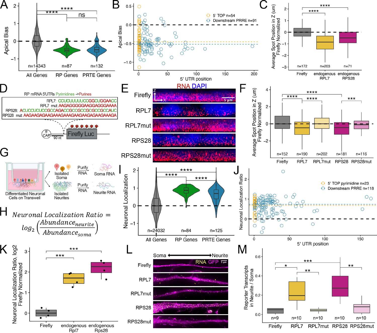 RNA localization mechanisms transcend cell morphology | eLife