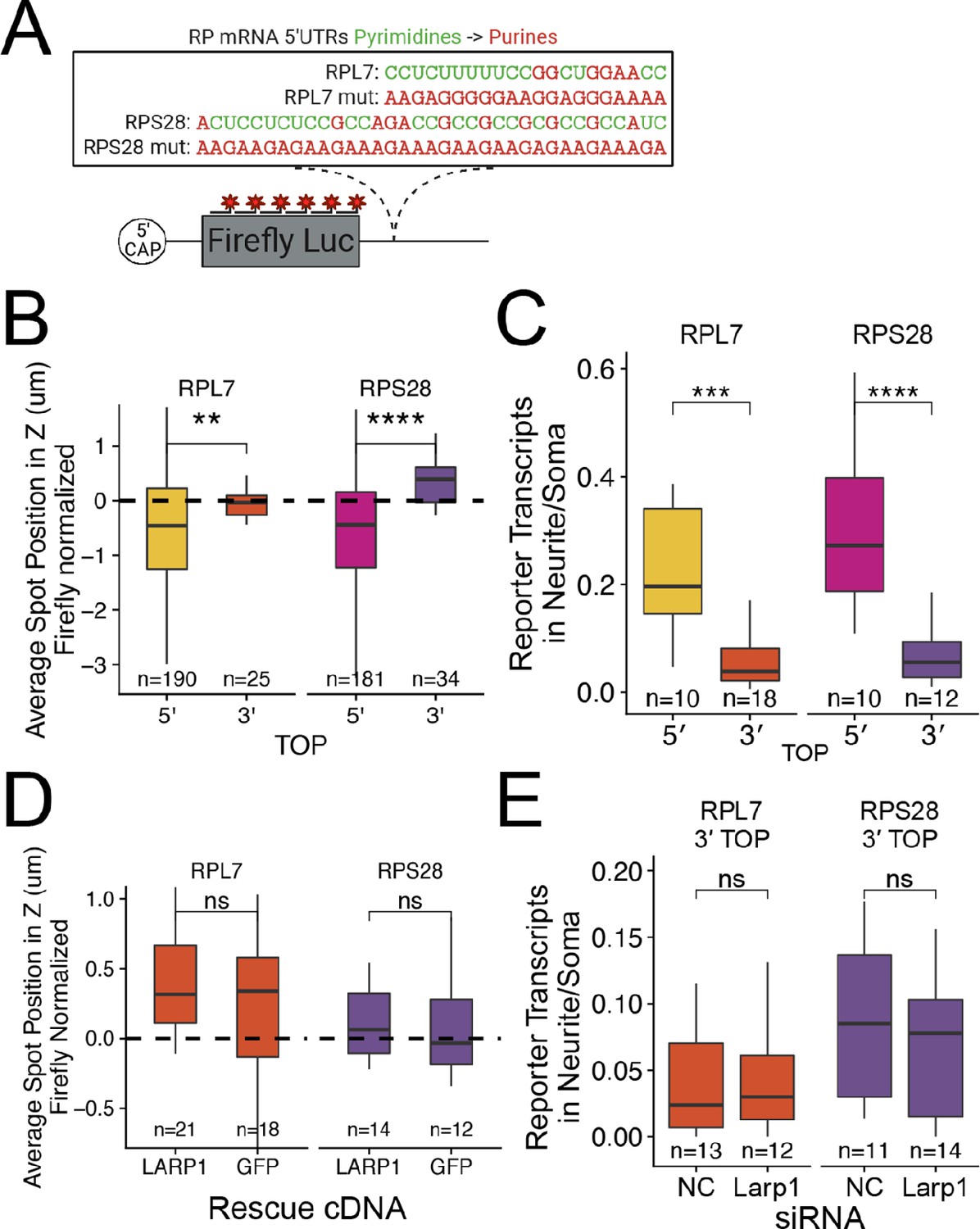 RNA Localization Mechanisms Transcend Cell Morphology | ELife