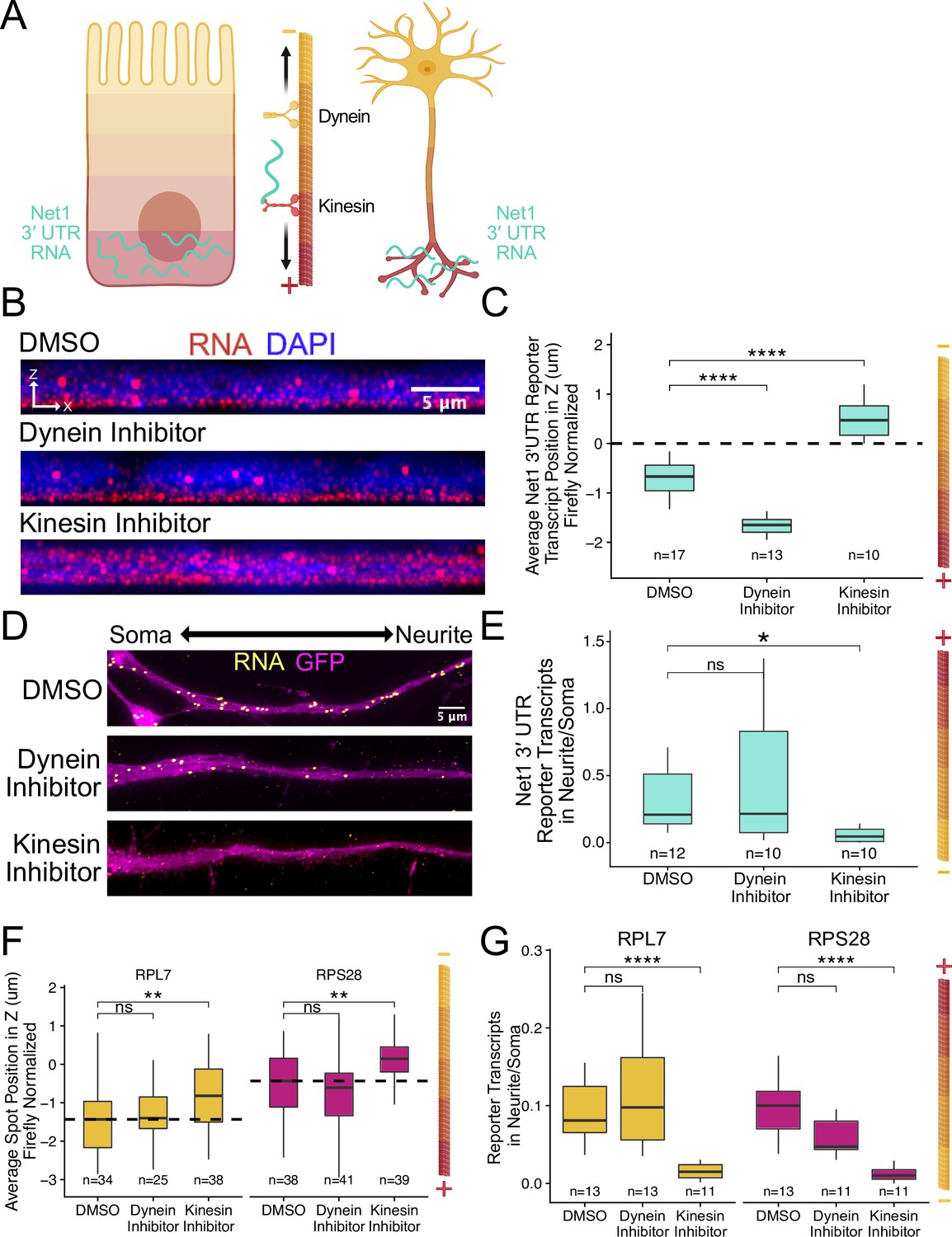 RNA Localization Mechanisms Transcend Cell Morphology | ELife