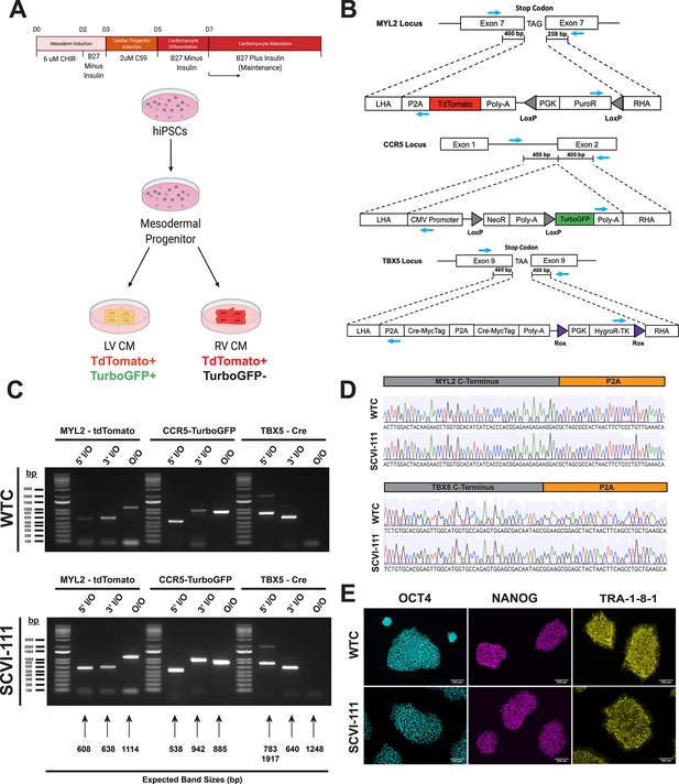 Combined Lineage Tracing And ScRNA-seq Reveals Unexpected First Heart ...