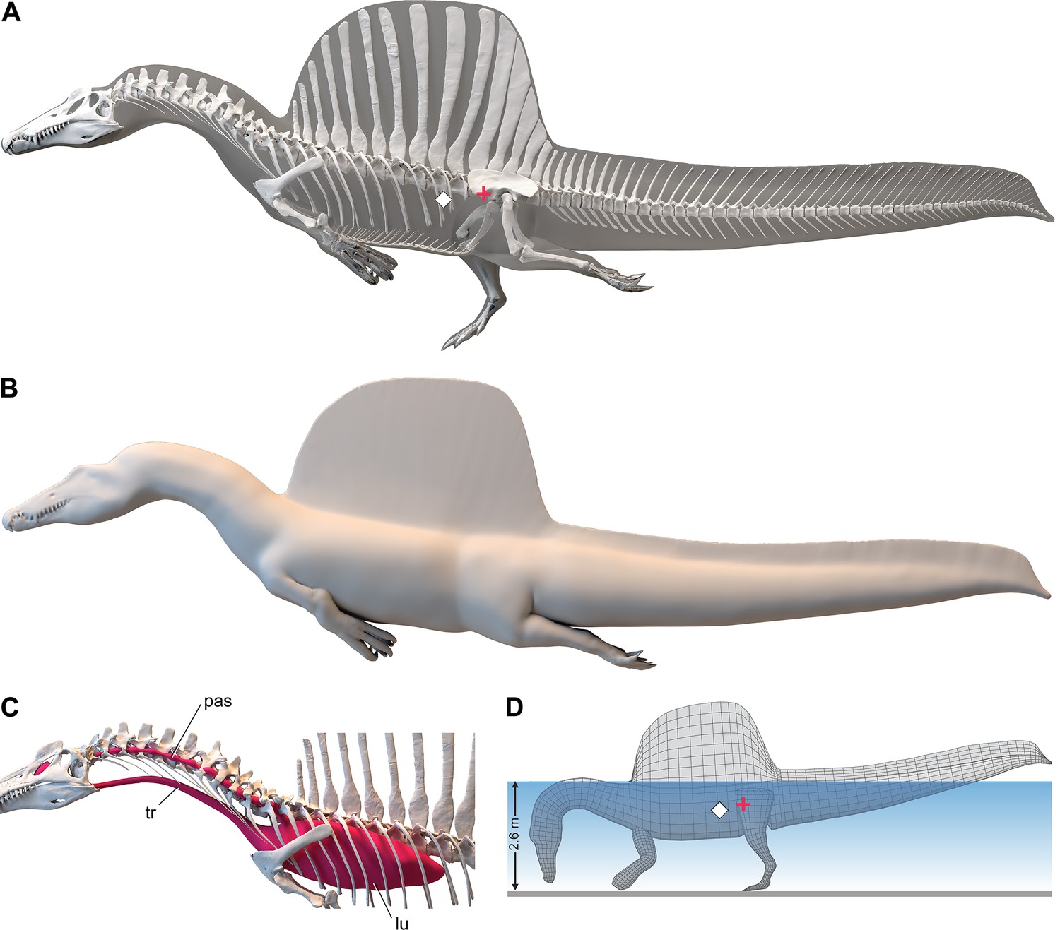 Sauropod swimmers or walkers?