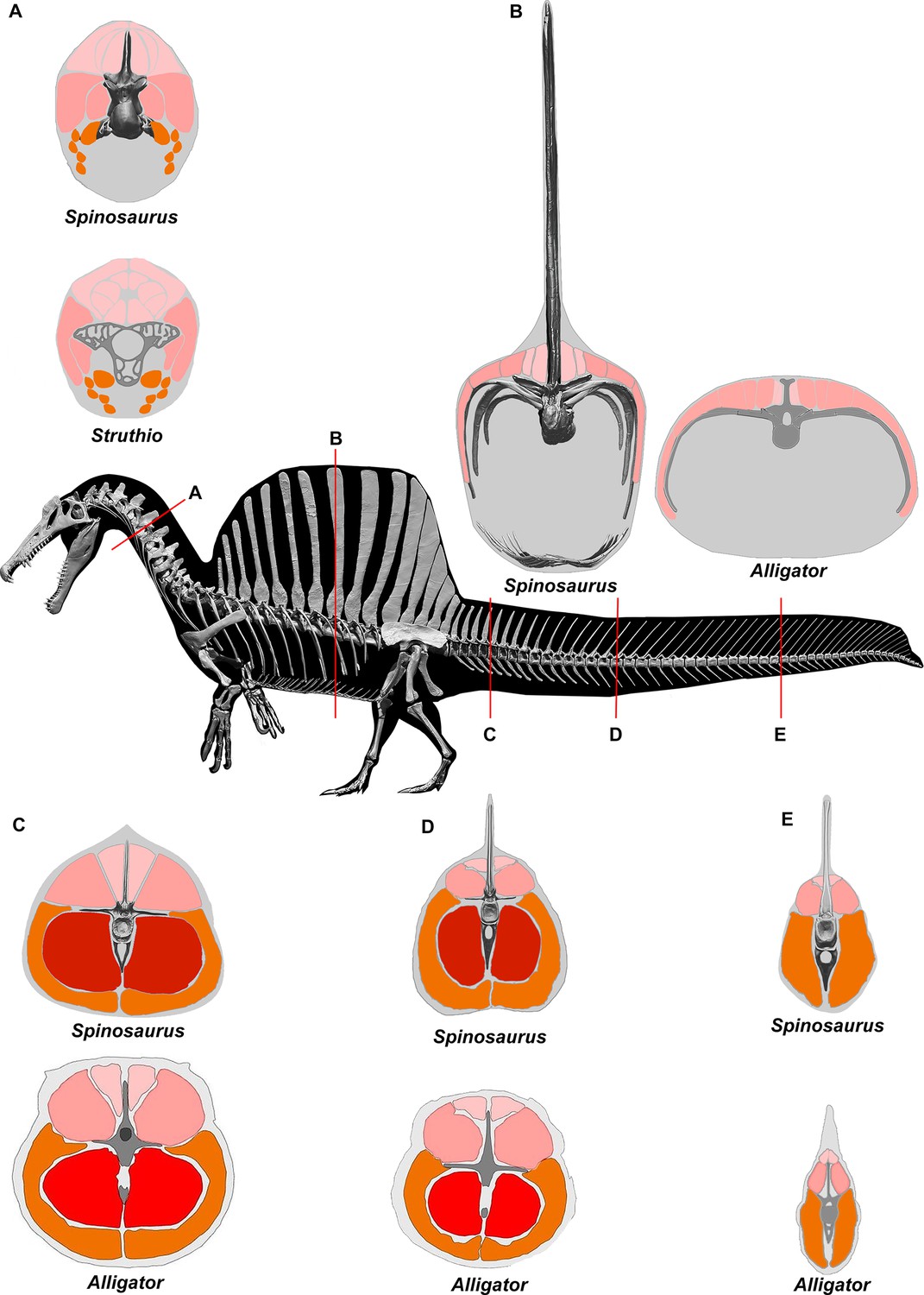 How did Spinosaurus move around with such itty bitty munchkin legs? r