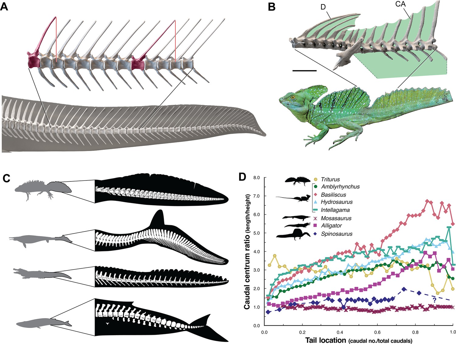 Spinosaurus Is Not An Aquatic Dinosaur | ELife