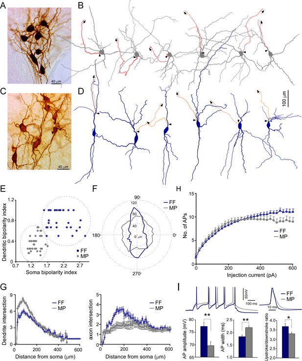 Cellular composition and circuit organization of the locus coeruleus of ...