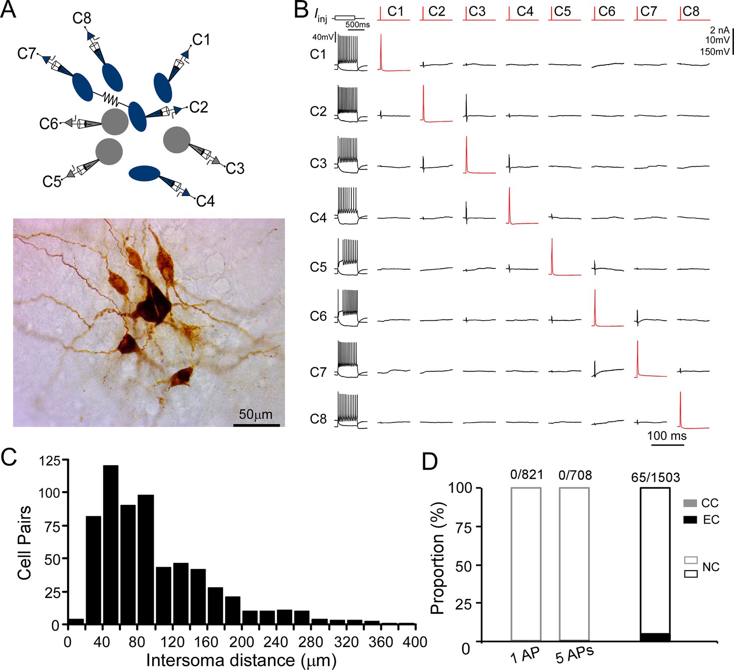 Cellular composition and circuit organization of the locus coeruleus of ...
