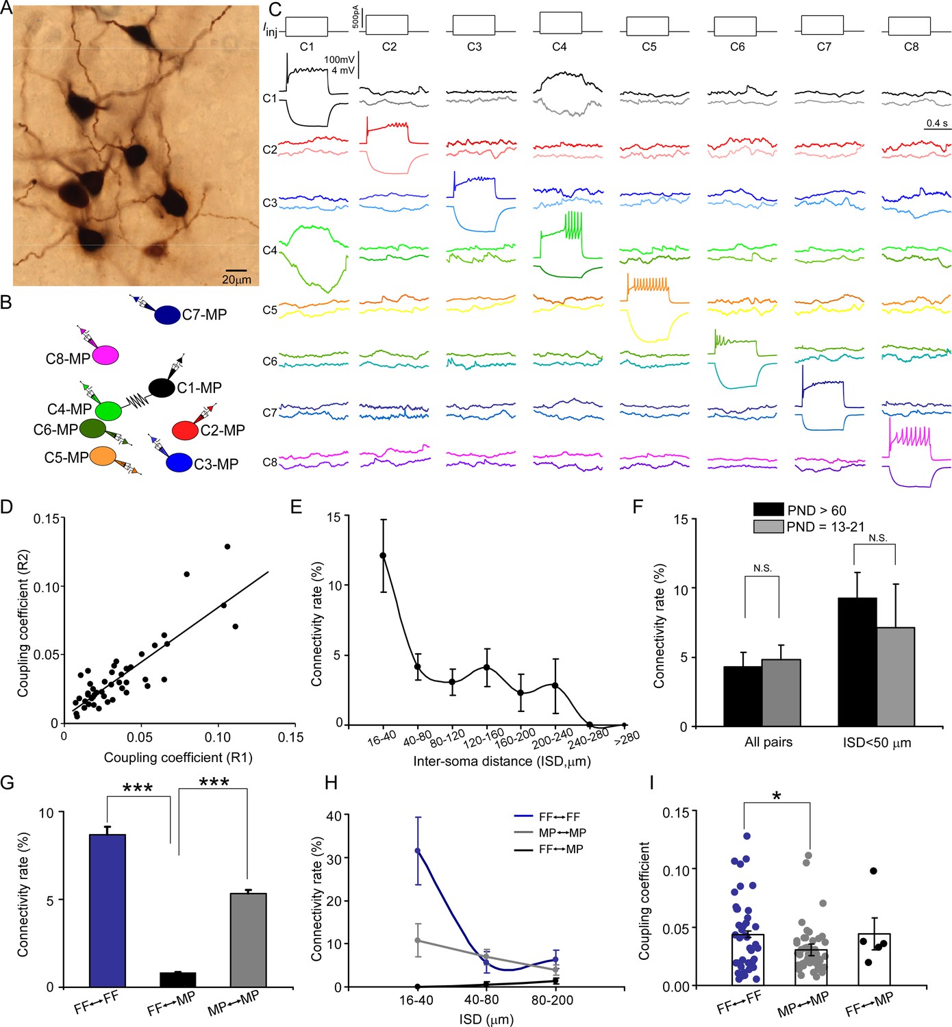Cellular composition and circuit organization of the locus