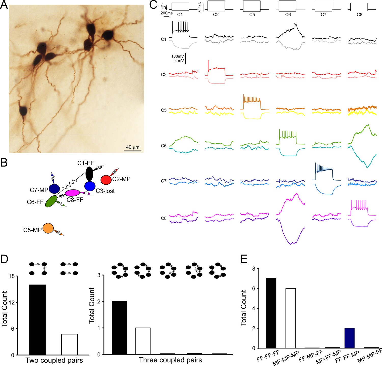 Cellular composition and circuit organization of the locus