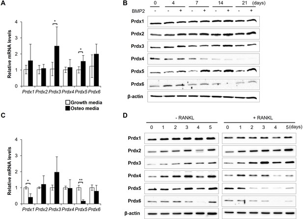 Peroxiredoxin 5 regulates osteogenic differentiation through ...