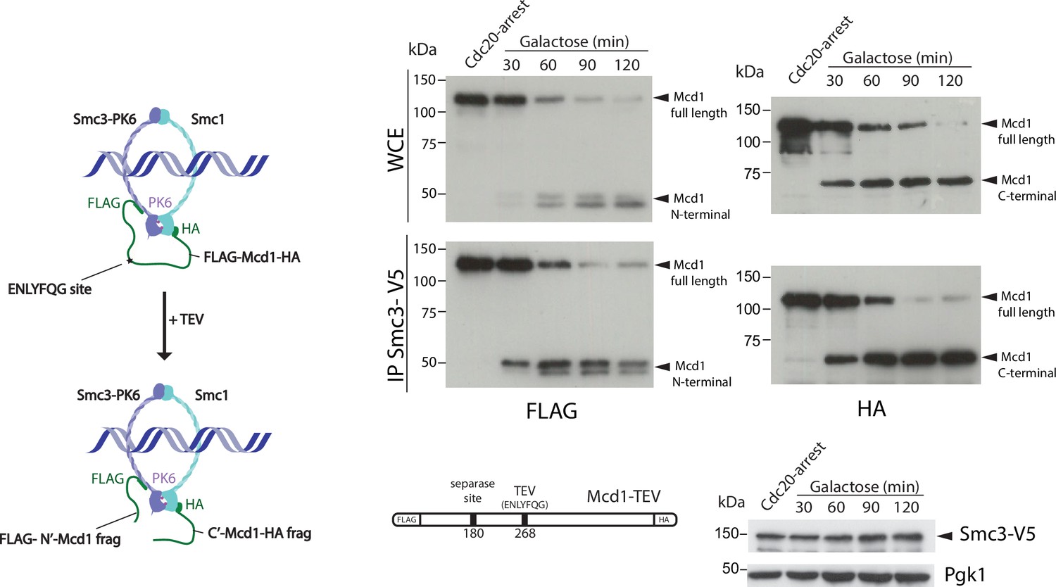 Depletion or cleavage of cohesin during anaphase differentially affects ... Biology Diagrams