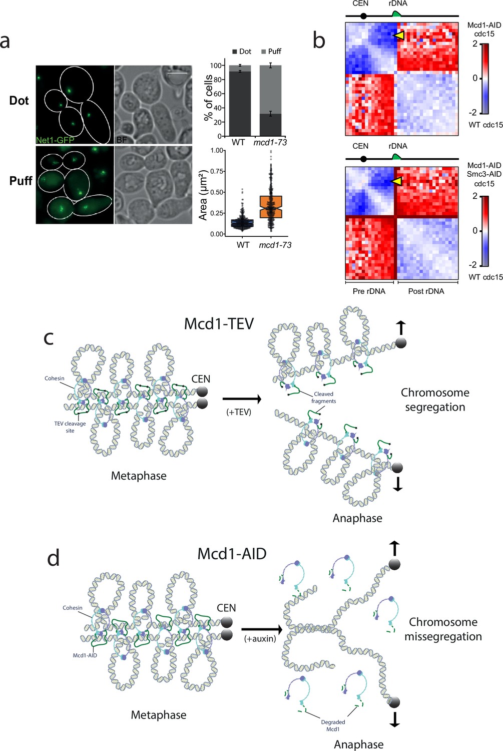 Depletion or cleavage of cohesin during anaphase differentially affects ... Biology Diagrams