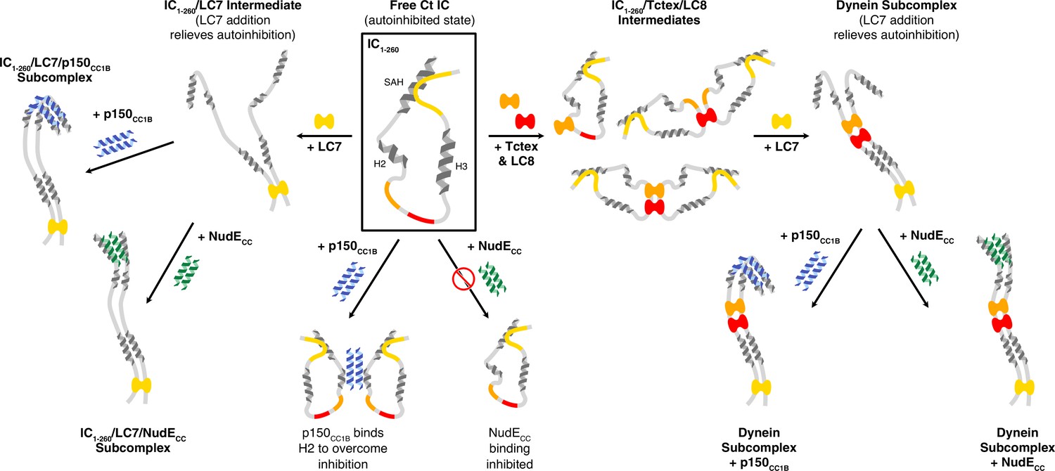 Multivalency, autoinhibition, and protein disorder in the regulation of ...