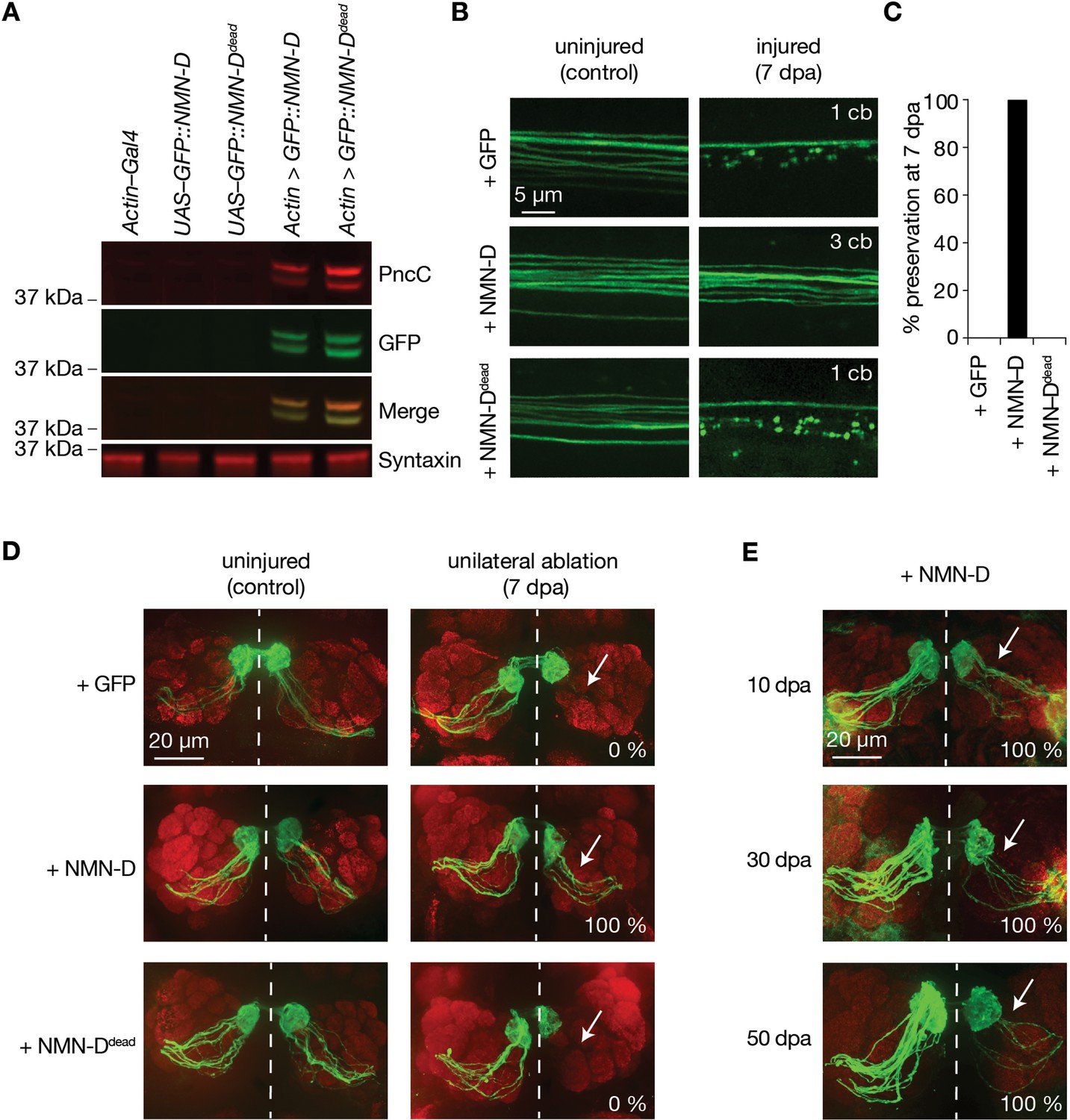 Figures and data in The NAD+ precursor NMN activates dSarm to