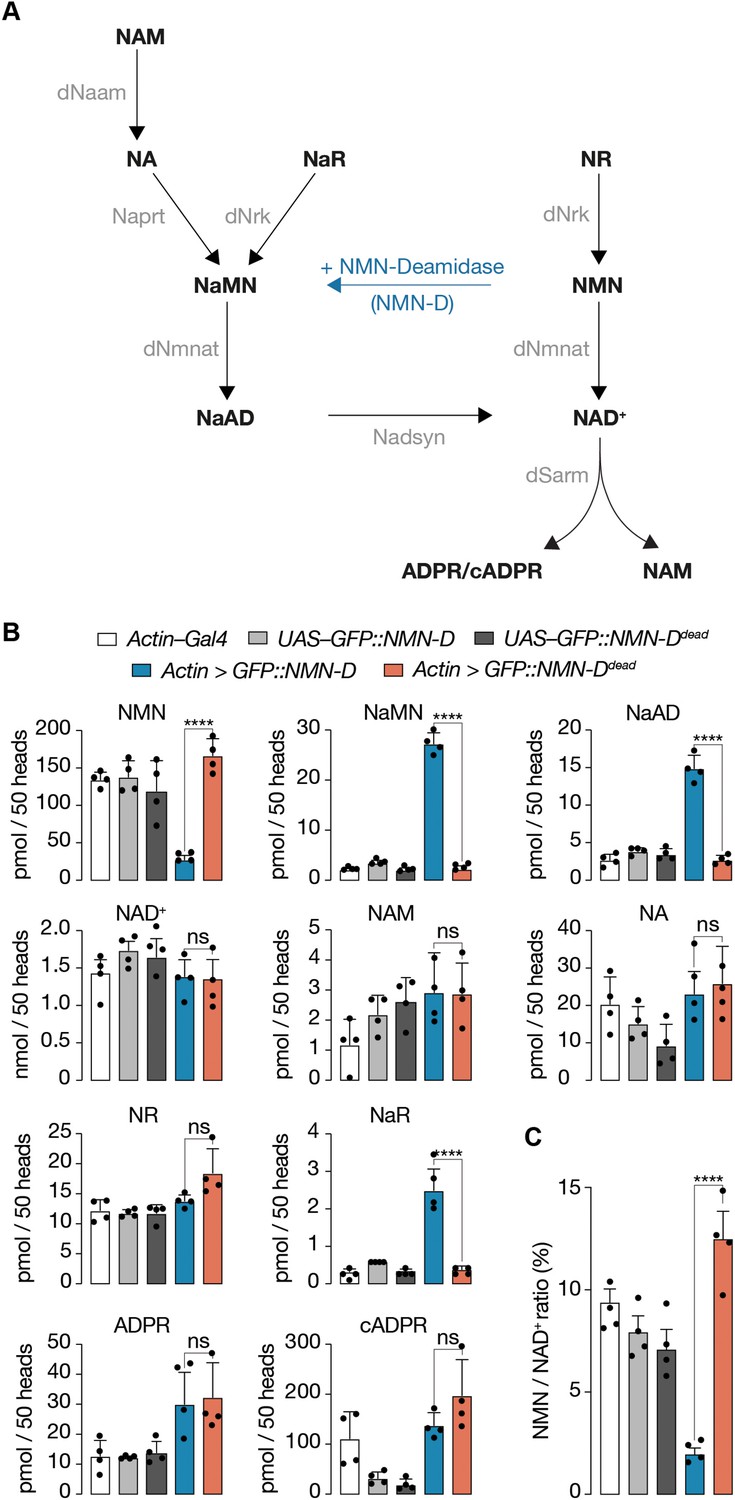 Figures and data in The NAD+ precursor NMN activates dSarm to