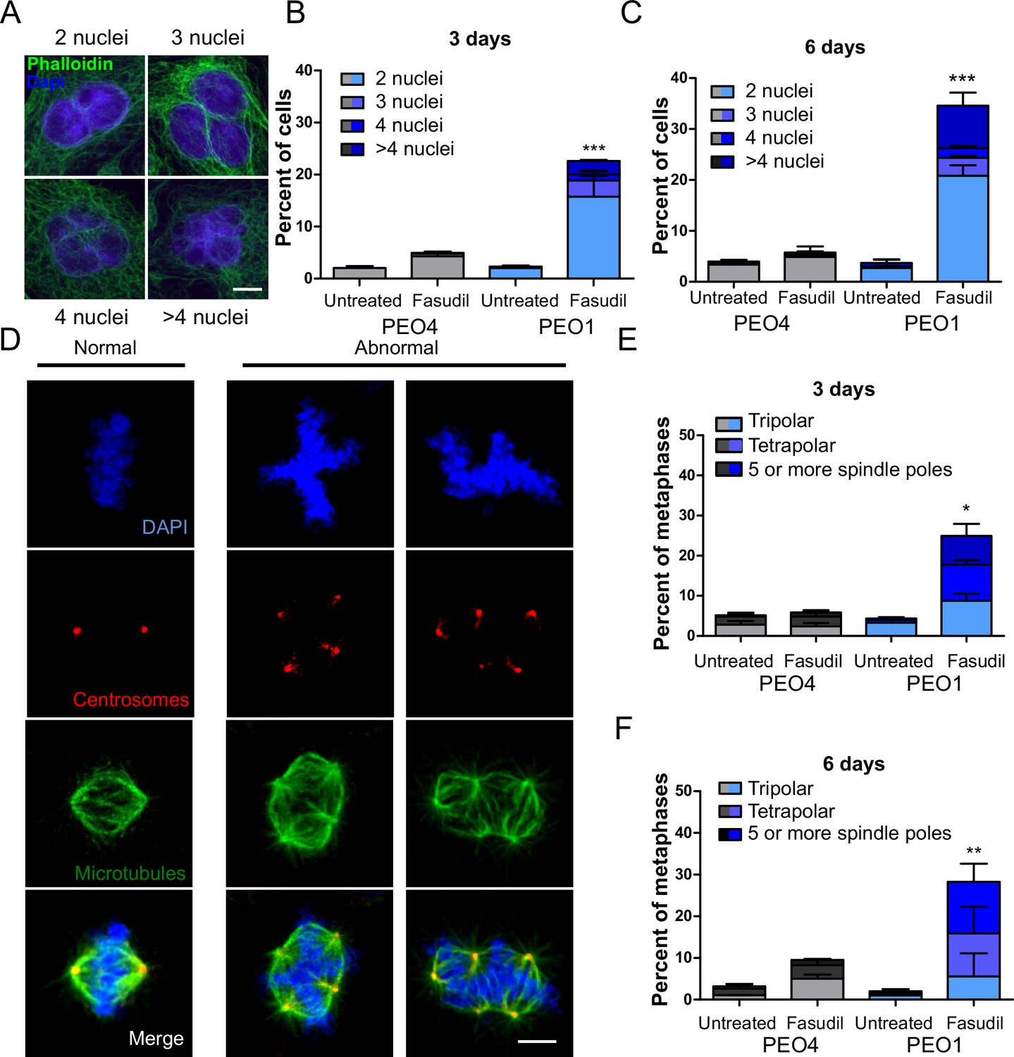 Inhibitors of Rho kinases (ROCK) induce multiple mitotic defects and  synthetic lethality in BRCA2-deficient cells