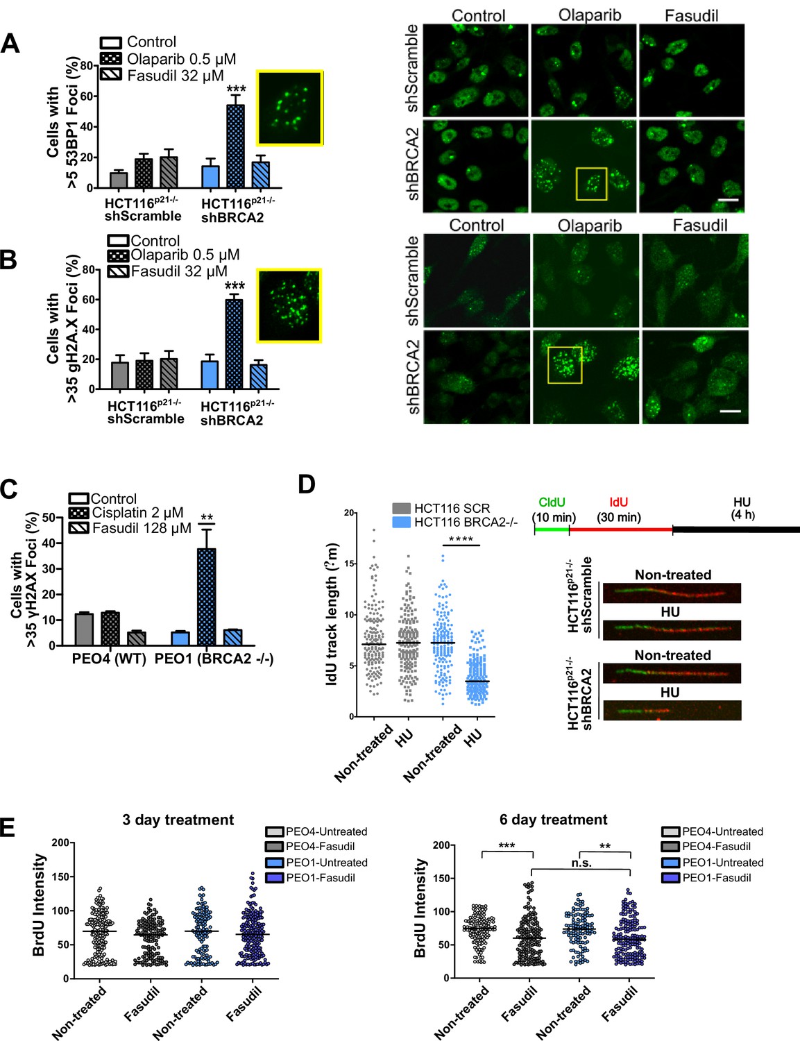 Figures and data in Inhibitors of Rho kinases (ROCK) induce multiple ...