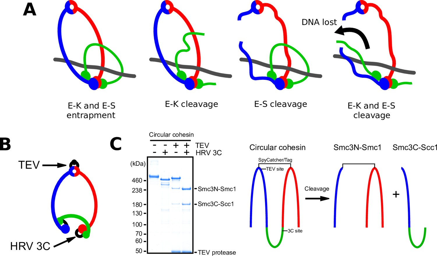 Figures and data in DNA passes through cohesin’s hinge as well as its