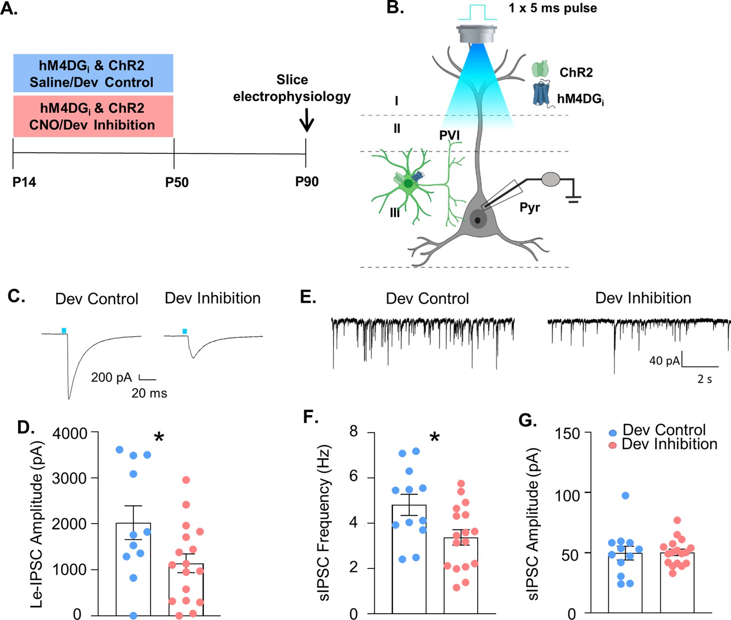 Mature parvalbumin interneuron function in prefrontal cortex requires ...