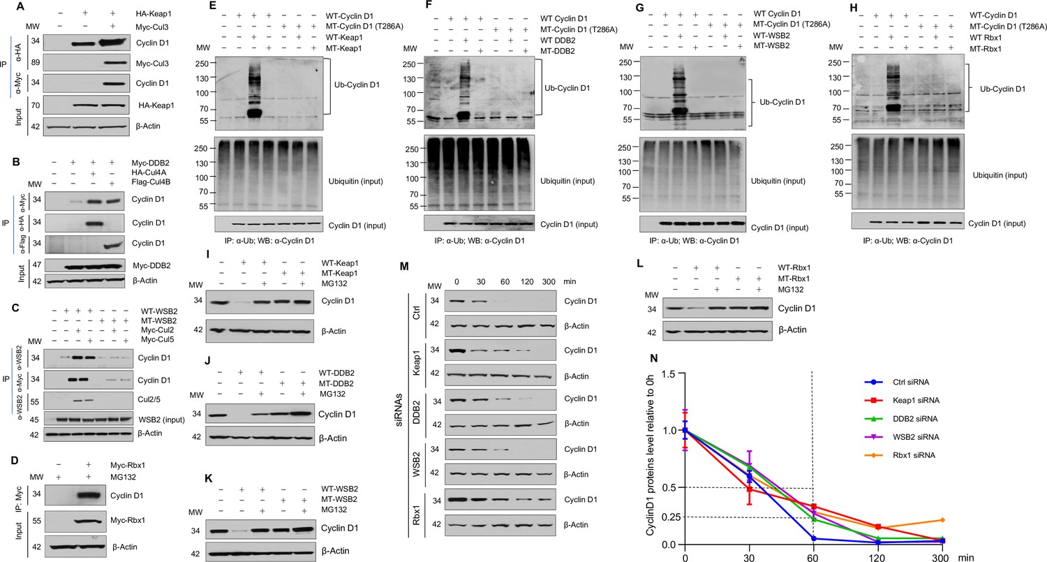 Multiple cullin associated E3 ligases regulate cyclin D1 protein