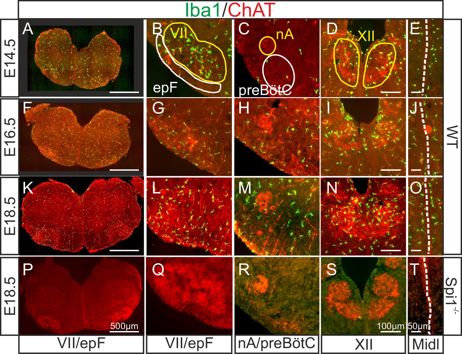 Microglia Shape The Embryonic Development Of Mammalian Respiratory ...