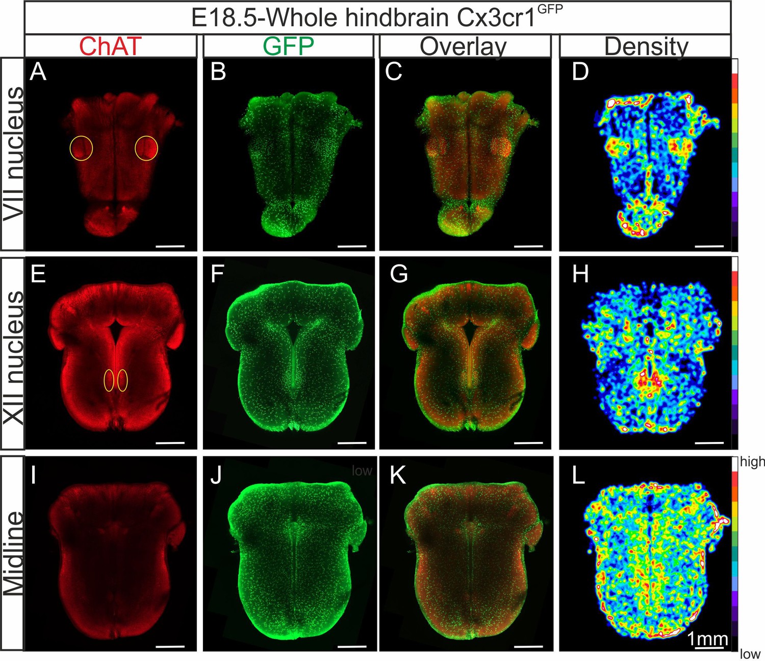 Microglia Shape The Embryonic Development Of Mammalian Respiratory ...