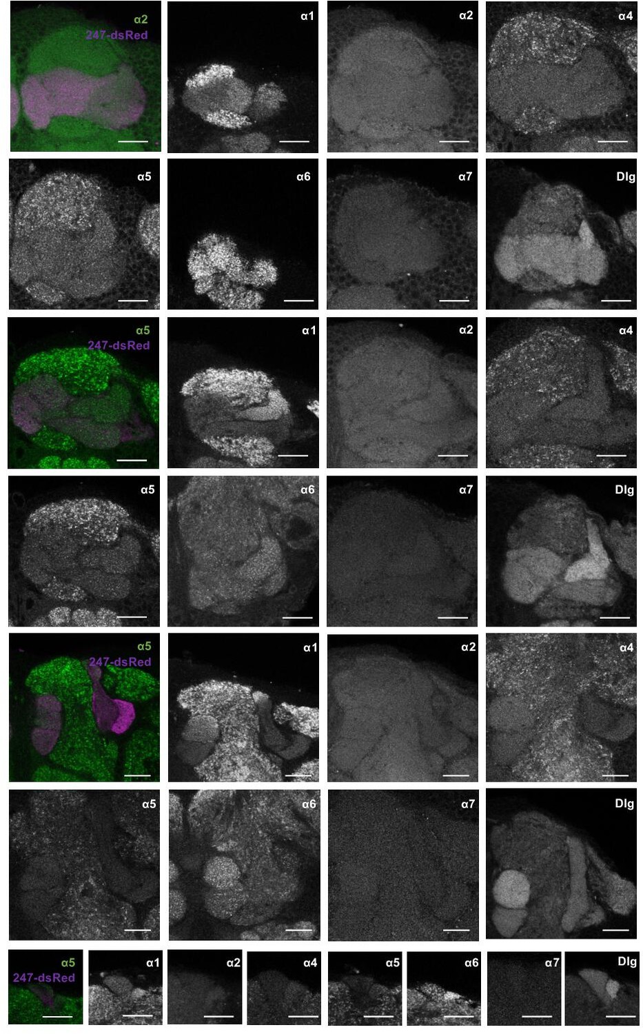 Postsynaptic plasticity of cholinergic synapses underlies the  