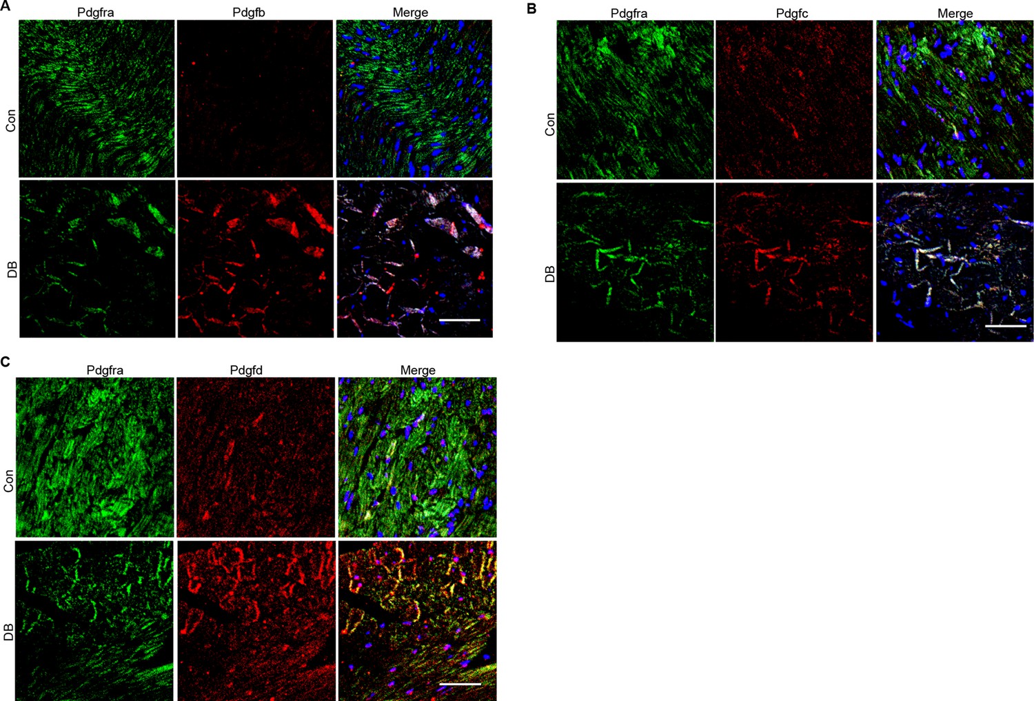 Figures And Data In Single Cell Rna Seq Of Heart Reveals Intercellular Communication Drivers Of