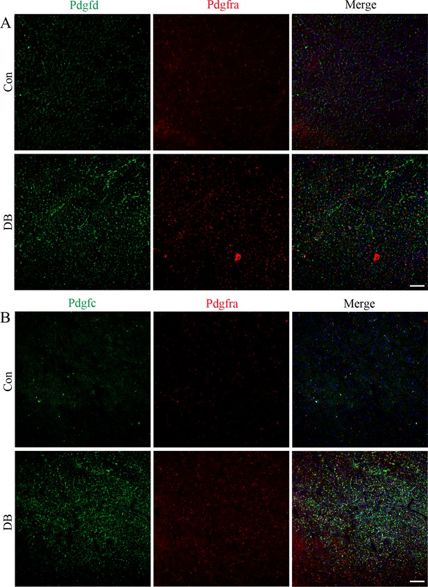 Figures And Data In Single Cell Rna Seq Of Heart Reveals Intercellular Communication Drivers Of