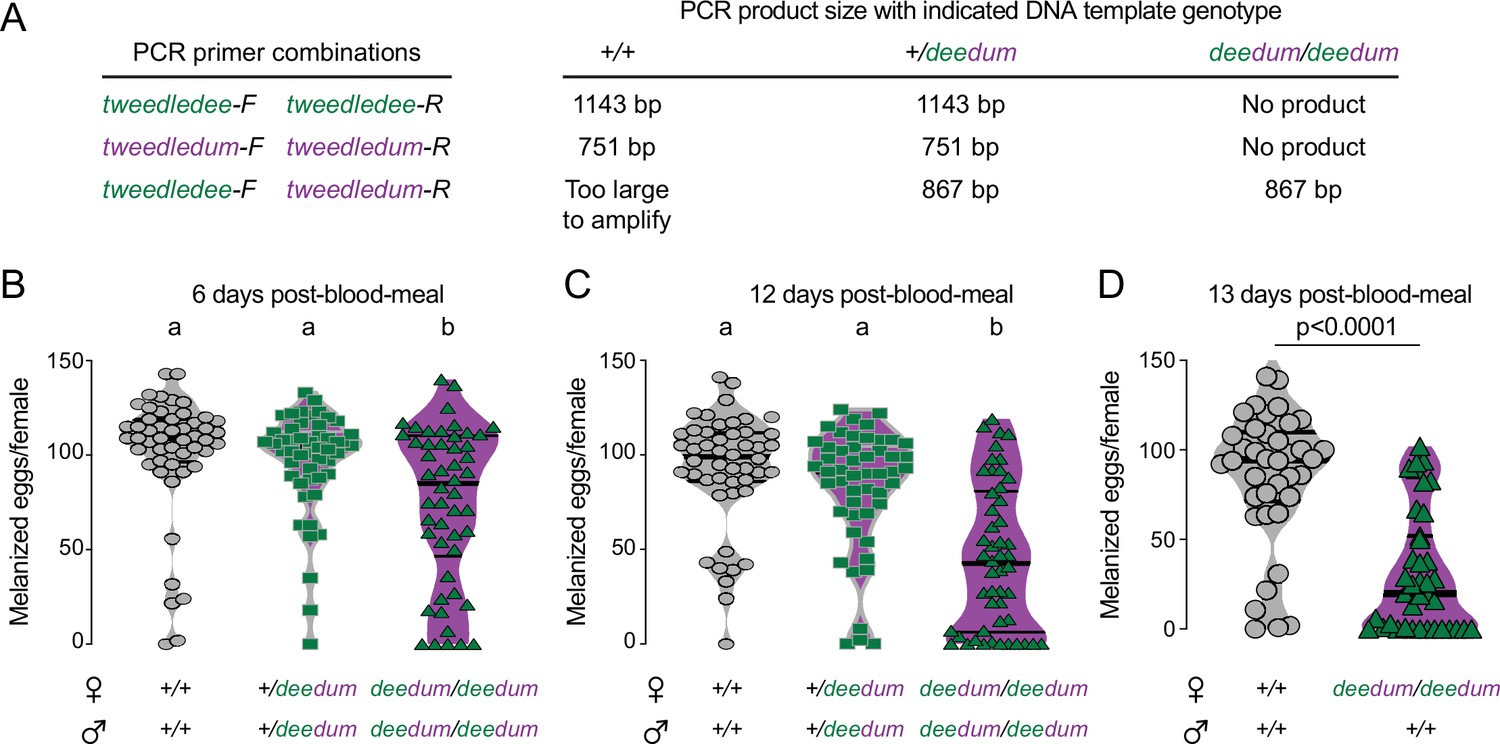 PDF) A genomic amplification affecting a carboxylesterase gene cluster  confers organophosphate resistance in the mosquito Aedes aegypti : From  genomic characterization to high‐throughput field detection