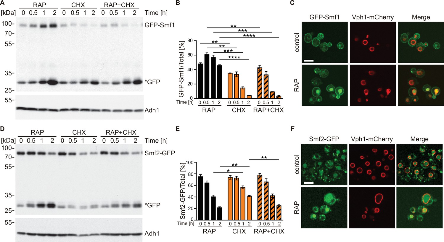 Manganese is a physiologically relevant TORC1 activator in yeast 