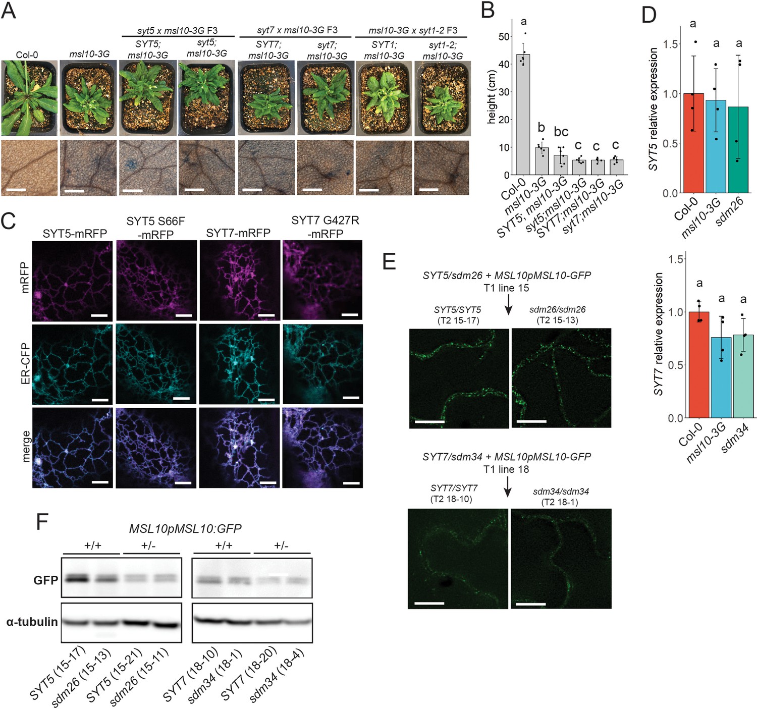 Unbiased proteomic and forward genetic screens reveal that