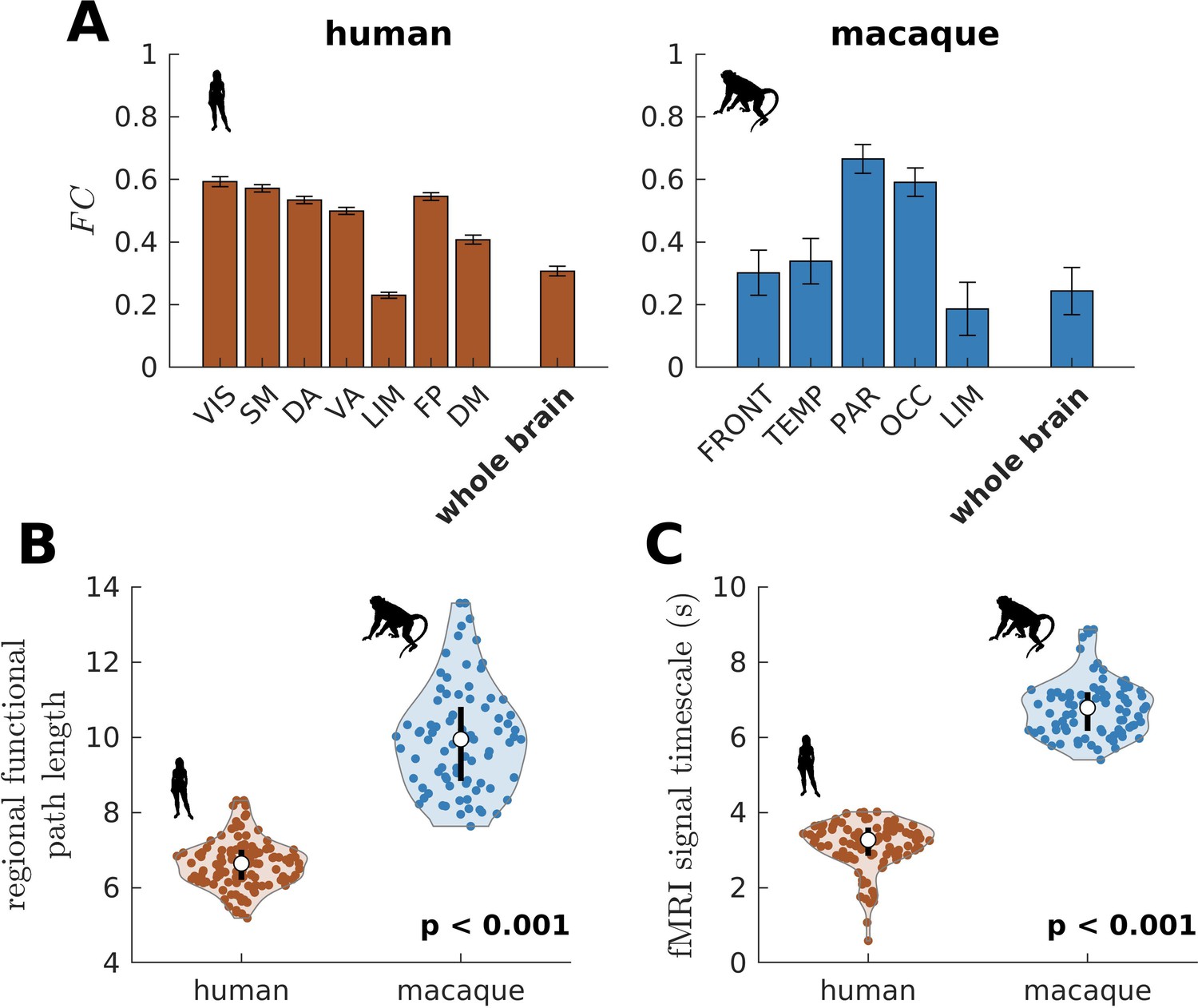 Using neuroimaging genomics to investigate the evolution of human brain  structure