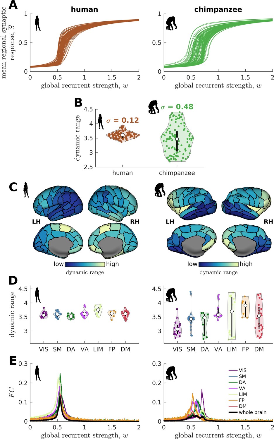 Evolutionary Shaping Of Human Brain Dynamics | ELife